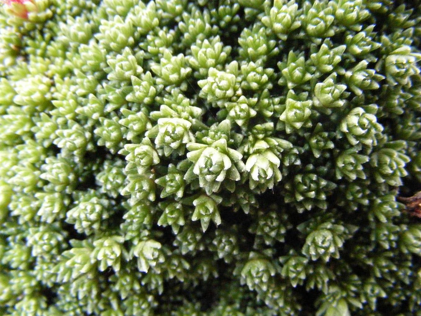 Saxifraga tombeanensis / Sassifraga del Monte Tombea